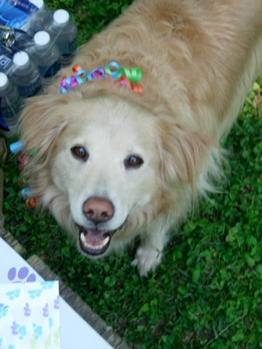 The Lies My Dog And I Told Each Other Darynkagan